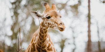 safari Giraffe Manor