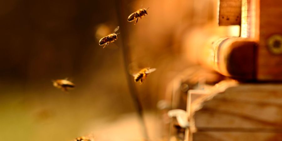 bienen fliegen vor bienenstock, outdoor