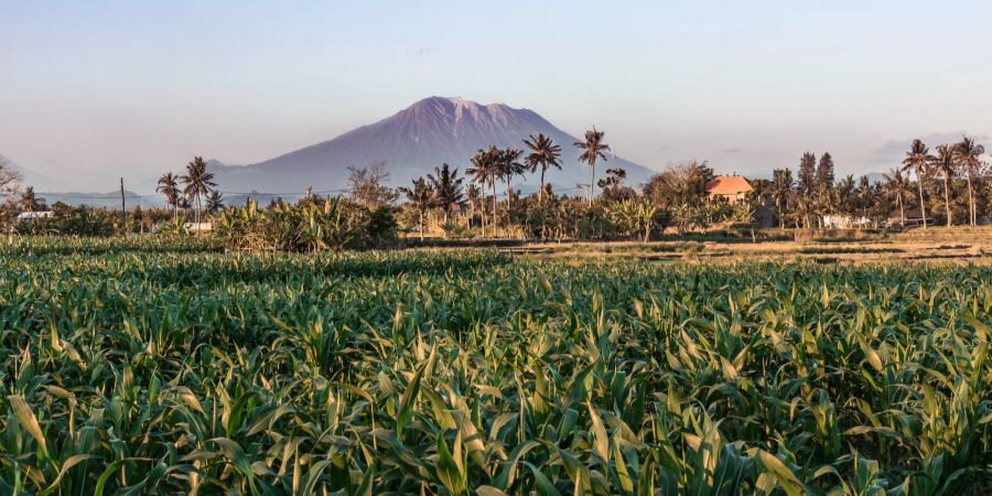 Vulkan und Reisfeld auf bali