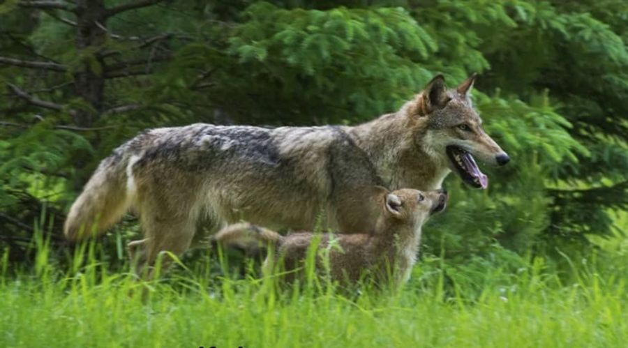 Module sind etwa: Biologie des Wolfes, Ansprechen von Wölfen, vor und nach dem Schuss, Optik/Technik.