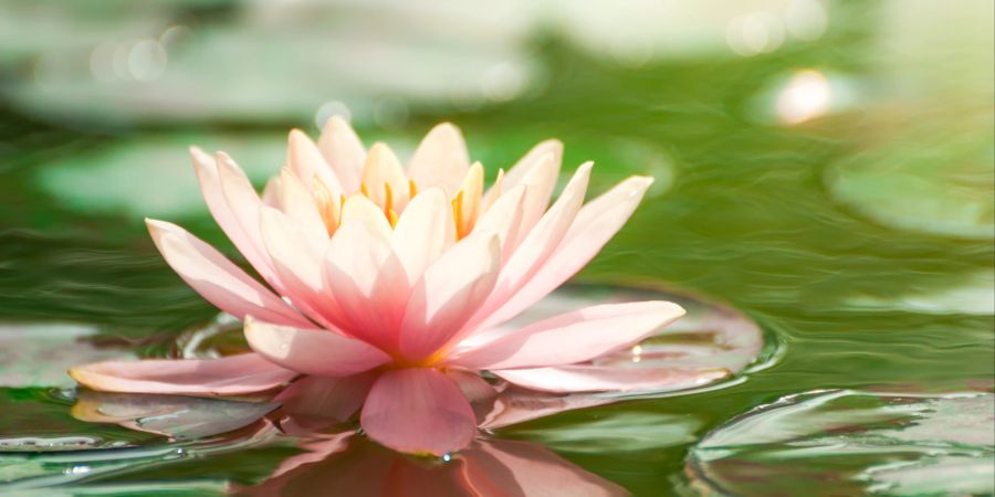 Die Lotuspflanze lässt Schlamm und Schmutz von sich abperlen und ist damit ein Symbol der Reinheit.