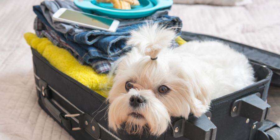 In einem Privatflieger ist das Mitführen von Hunden kein Problem.