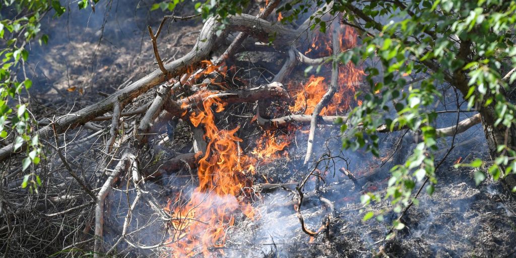 Waldbrand In Lieberoser Heide Ausgebrochen