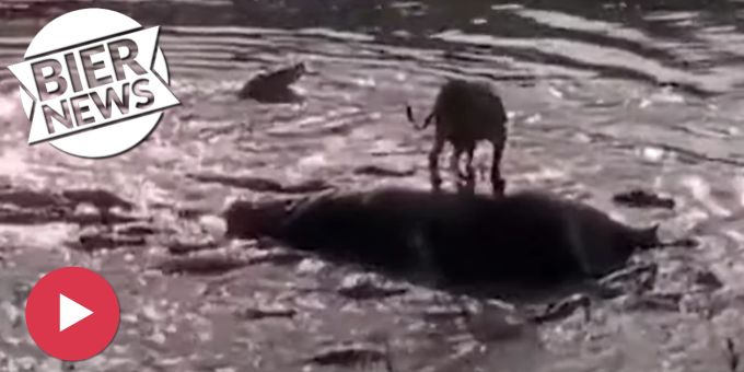 Rettung im Video - Löwe entkommt 40 Krokodilen dank totem Nilpferd
