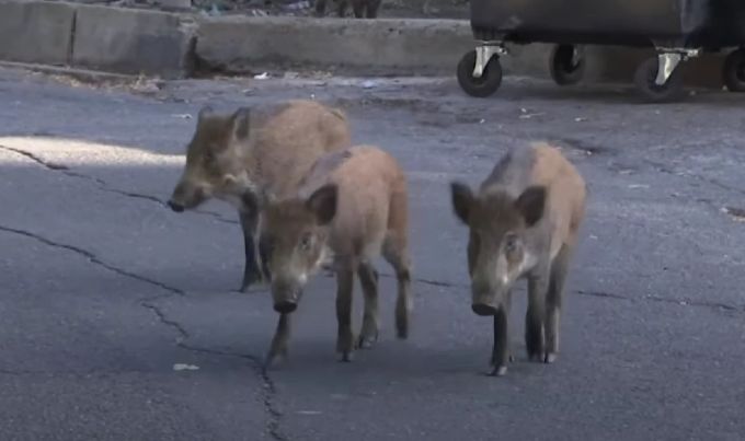 wildschweine