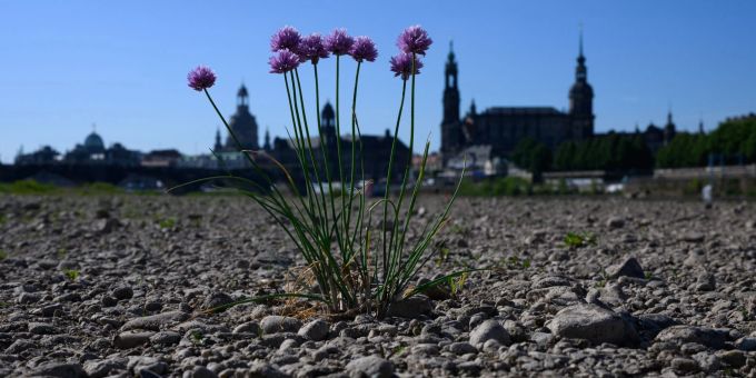 Wilder Schnittlauch wächst inmitten des ausgetrockneten Elbufers vor der historischen Altstadtkulisse Dresdens. Wilder Schnittlauch wächst inmitten des ausgetrockneten Elbufers vor der historischen Altstadtkulisse Dresdens.