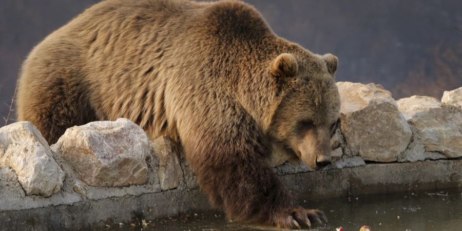 Tierpark Goldau