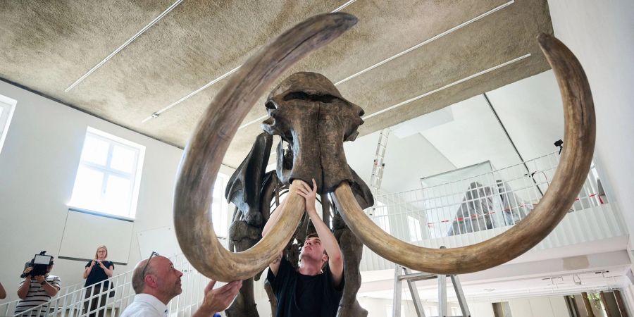 Mit dem «Ahlener Mammut» bekommt das Geomuseum der Universität Münster eine seiner Hauptattraktionen zurück.