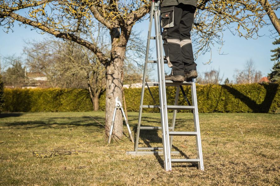 Leiter Mann Baum Garten Schneiden