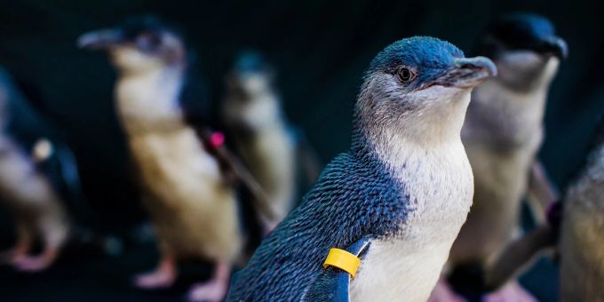 In California, vacationers can visit the Bayester Family Little Blue Penguin exhibit, which features the world's smallest penguins, at the Birch Aquarium at Scripps in San Diego.