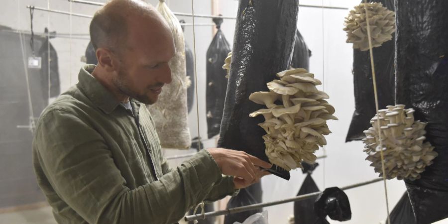 Stijn Roovers, Manager bei Permafungi, hält einen mit Kaffeesatz gefüllten Plastiksack, auf dem Austernpilze wachsen, in die Kamera. Das belgische Unternehmen züchtet Austernpilze mit altem Kaffeesatz aus umliegenden Cafés.