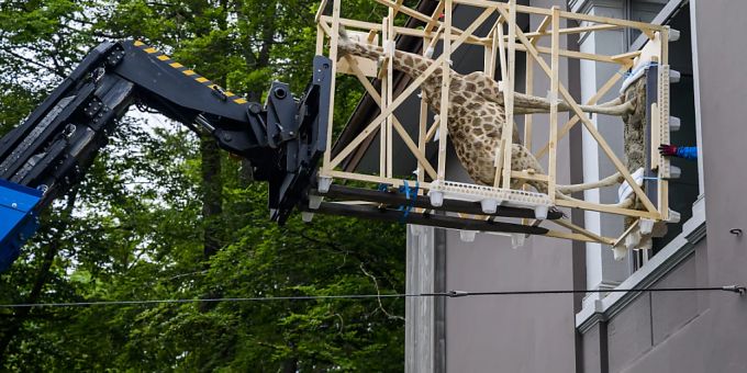 Eine ausgestopfte Giraffe wird aus dem Gebäude des ehemaligen Naturhistorischen Museums transportiert. Giraffe Muzoo