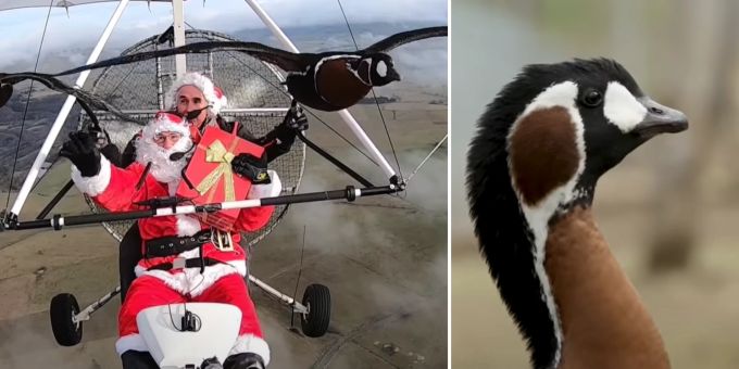 Christian Moullec fliegt fast täglich mit Zwerggänsen, um sie vor dem Aussterben zu bewahren.