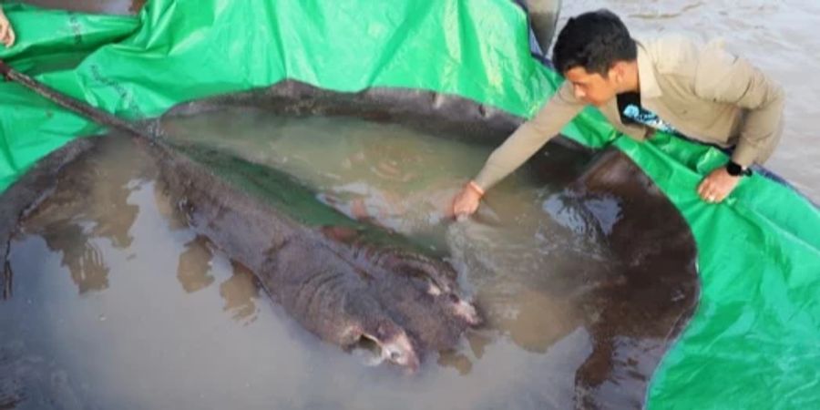 kambodscha süsswasserfisch rochen