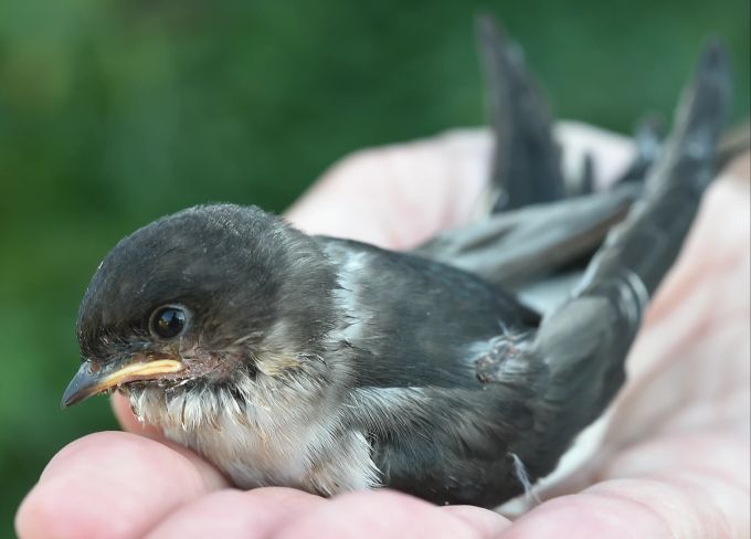 Junge Schwalben, die ausserhalb des Nestes gefunden werden, sollte man erst mal nicht einsammeln. Ihre Eltern könnten noch in der Nähe sein. Vogel Jungtier Hand