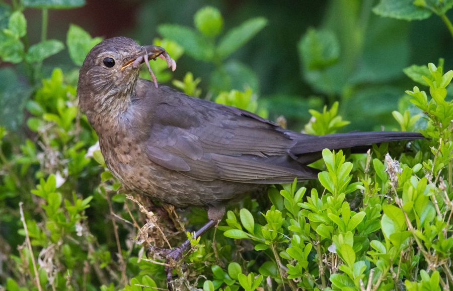 Amsel Hecke Buchsbaum Regenwurm