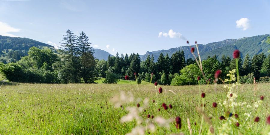 Wiese Bienenweg Himmel blau Wald