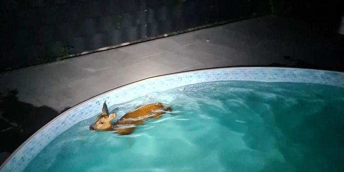 Ein Reh schwimmt in einem Gartenpool - und wird gerettet. Ein Reh schwimmt in einem Gartenpool - und wird gerettet.