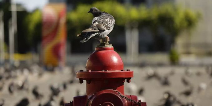 Ein Hydrant. (Symbolbild) Hydrant
