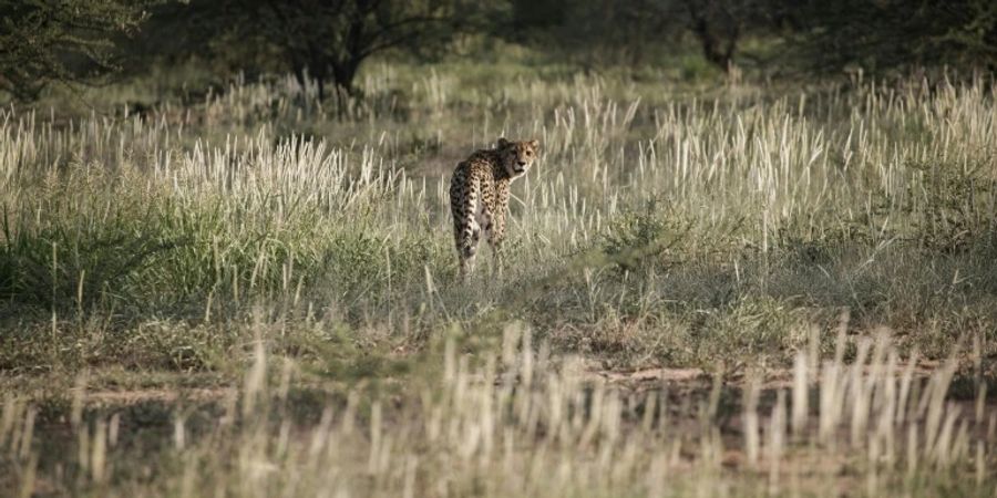 Gepard in Namibia