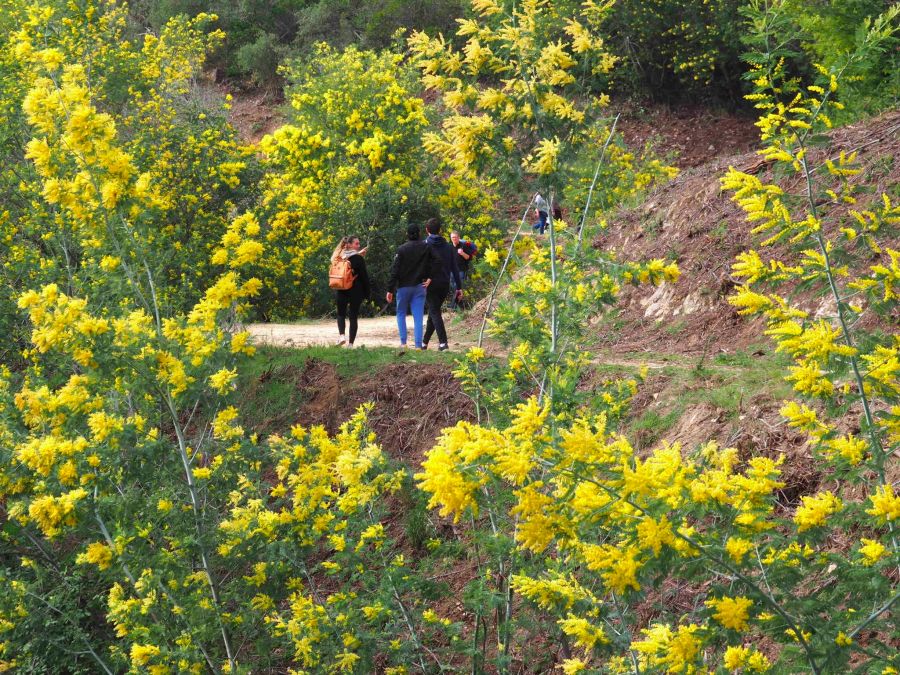 wanderung in den Mimosen