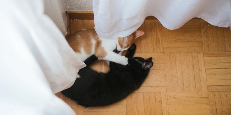 hauskatzen