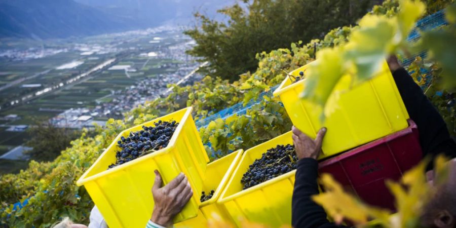 Weinlese bei Fully im Unterwallis. Rund zwei Fünftel der in der Schweiz hergestellten Weine stammen aus dem Wallis. (Archivbild)