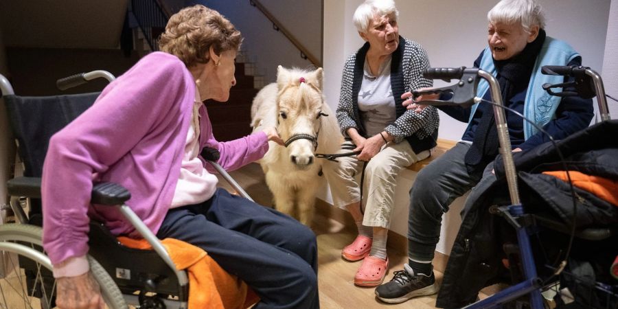 Die Ponys ziehen im Pflegeheim von Zimmer zu Zimmer.