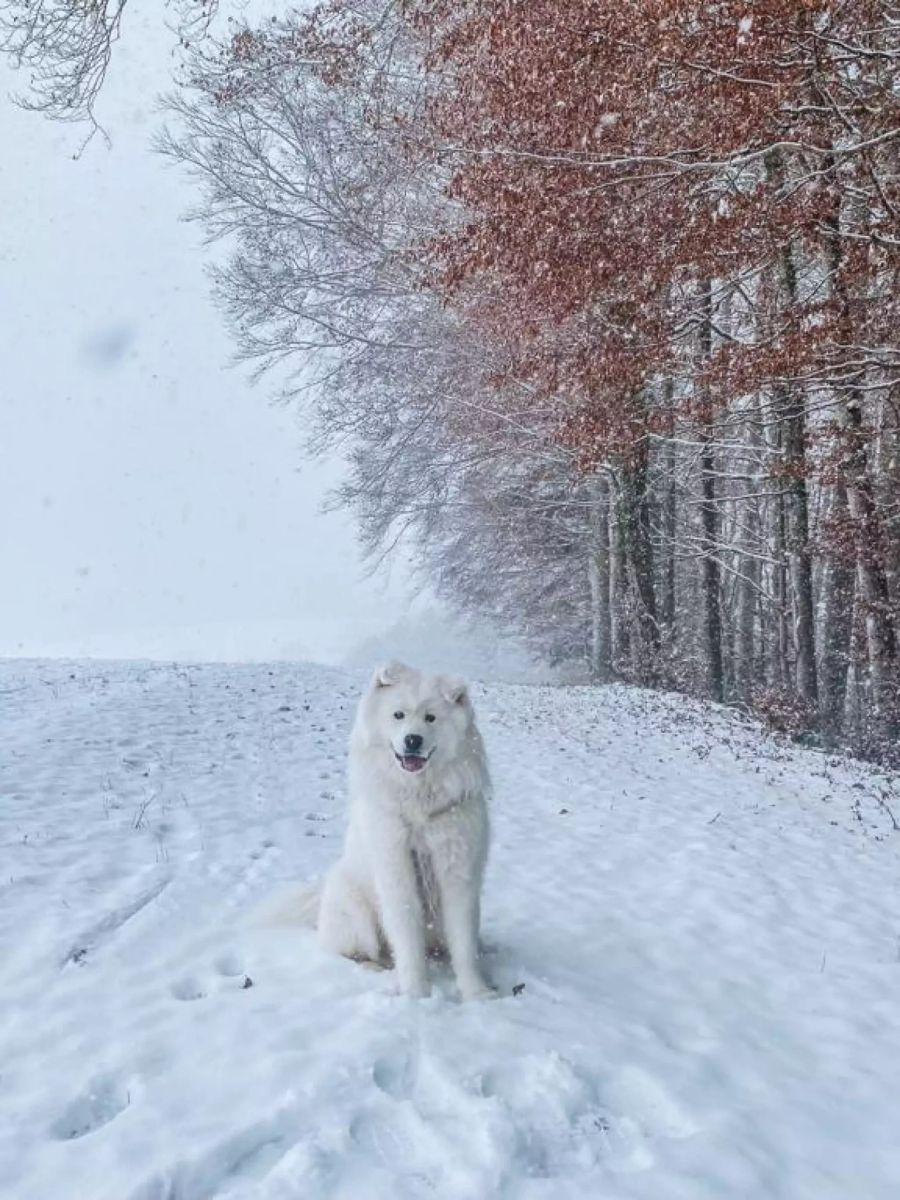 Der Nau.ch-Redaktionshund freut sich bei einem Spaziergang in Schliern bei Köniz BE ebenfalls über den Schnee.