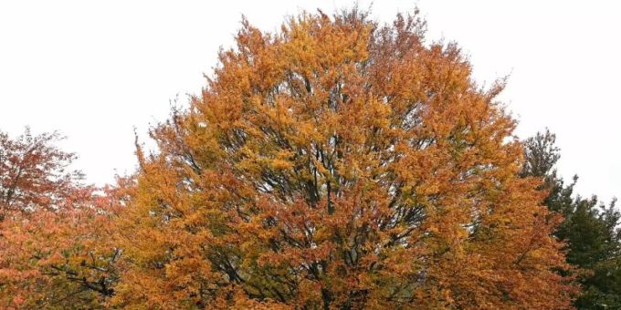 Eine Rotbuche im Forstbotanischen Garten der Universität Göttingen. Foto: Swen Pförtner/dpa Eine Rotbuche im Forstbotanischen Garten der Universität Göttingen. Foto: Swen Pförtner/dpa