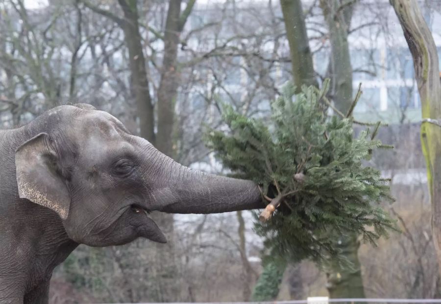 Dieser Elefant im Zoo Berlin spielt mit einem Weihnachtsbaum.