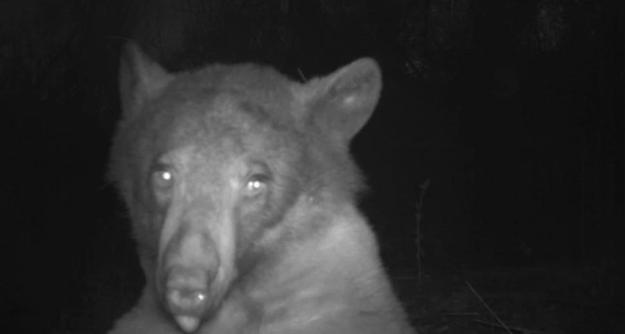 Ein Schwarzbär wurde von einer Wildtierkamera aufgenommen, als er für Hunderte von «Selfies» posierte.