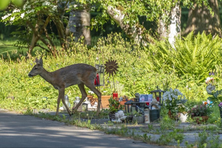 Die Tiere ernähren sich vom immer reichlich vorhandenen Grabeschmuck.