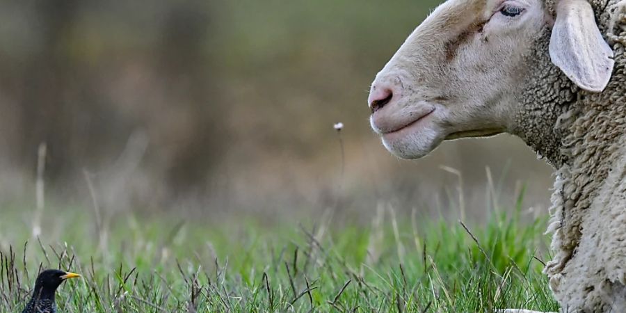 schaf sexuelle übergriffe