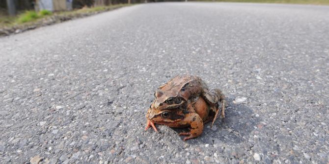 Kistenpass wegen Amphibienwanderungen gesperrt