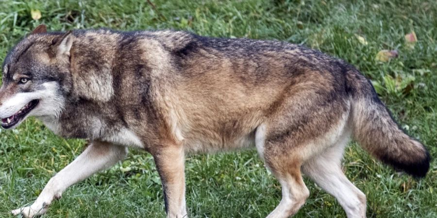 Ein Wolf im Tierpark Goldau SZ. In der Freiheit soll es Isegrim nach Plänen des Bundesrates an den Kragen gehen. (Archivbild)