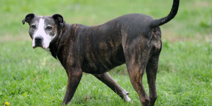 Innerhalb von vier Jahren stieg die Hundepopulation im Vereinigten Königreich um 15 Prozent - nicht immer ist das Zusammenleben von Mensch und Tier friedlich. (Im Bild: eine American Stafford Innerhalb von vier Jahren stieg die Hundepopulation im Vereinigten Königreich um 15 Prozent - nicht immer ist das Zusammenleben von Mensch und Tier friedlich. (Im Bild: eine American Staffordshire-Hündin)