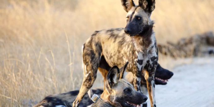 Afrikanische Wildhunde im Moremi Game Reserve in Botswana. Afrikanischer Wildhund