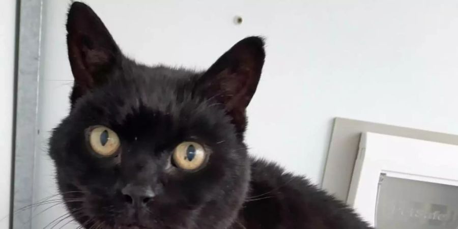 Kater Jess ist fast 14 Jahre nach seinem Verschwinden wieder mit seinem ursprünglichen Haltern vereint worden. Foto: Cats Protection/PA Media/dpa