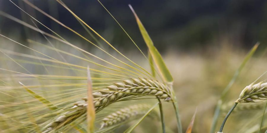 In der Bronzezeit gab es offenbar Lieferdienste, die fertig gerüstete Gerstenkörner an Bergarbeiter lieferten - sozusagen Instant-Porridge, möglicherweise sogar vorgekocht. Das legen neue Funde in Niederösterreich nahe (Symbolbild).