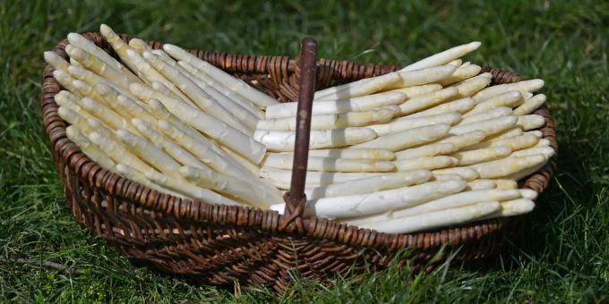 Ein Korb mit frischem Spargel steht bei der Eröffnung der 18. Spargelsaison neben einem Feld des Spargelhof Kutzleben in Thüringen. Spargel