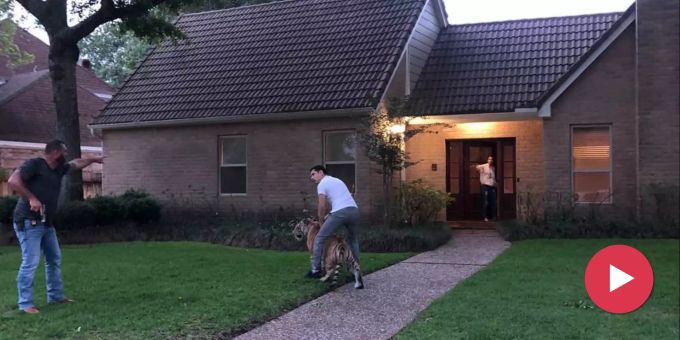Good News - Tiger nach Nachbarschafts-Ausriss in Texas wieder gefangen