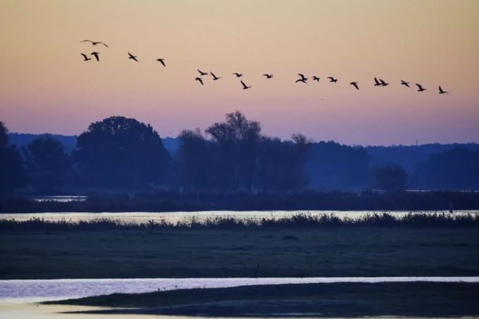 Zugvögel sammeln sich für ihre Reise in grösseren Gruppen. zugvögel