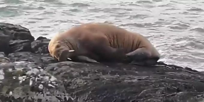 Schlief auf Eisberg - Erstmals Walross aus Nordpol in Irland gesichtet