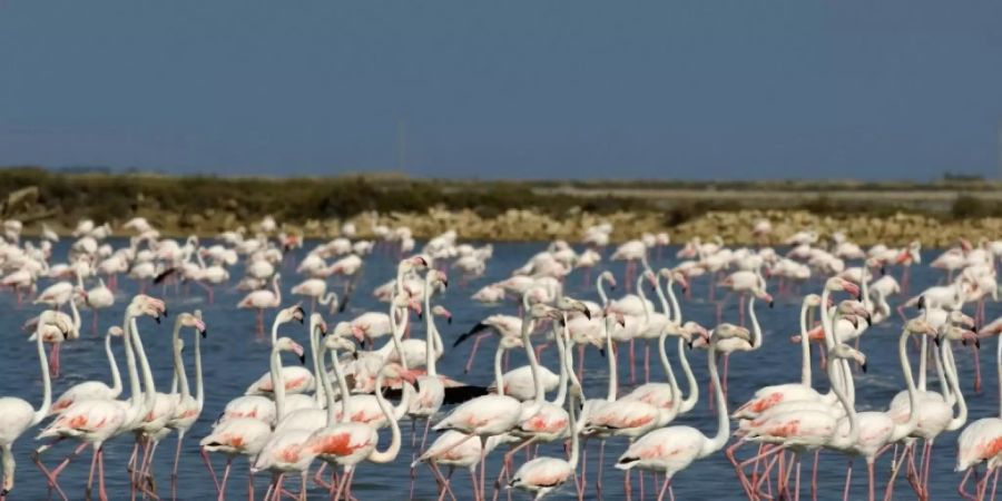 flamingo