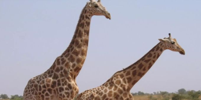 Niger-Giraffen in der Region Kouré Niger-Giraffen in der Region Kouré