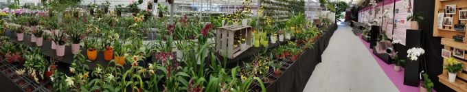 Der Anlass findet vom 9. bis 13. September statt. Meyer Orchideen AG
