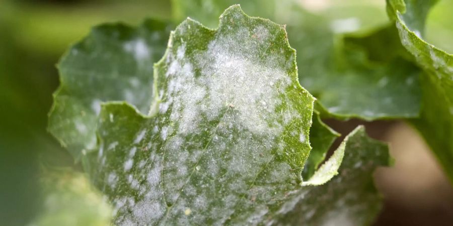 Forschungsinstitut für biologischen Landbau