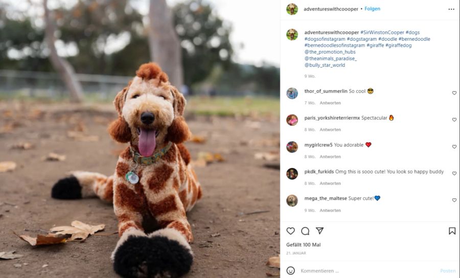 Der Hund mit dem Giraffen-Look lächelt gekonnt in die Kamera.