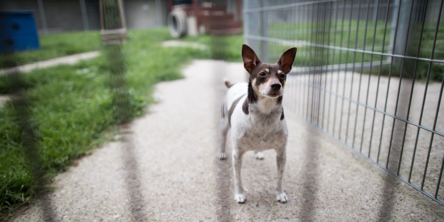 Hund Gitter Tierheim